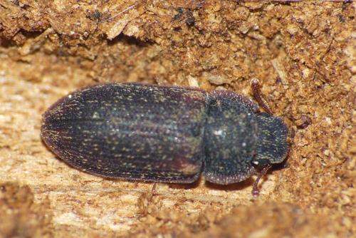 Réf. 269 053 : Colobicus hirtus